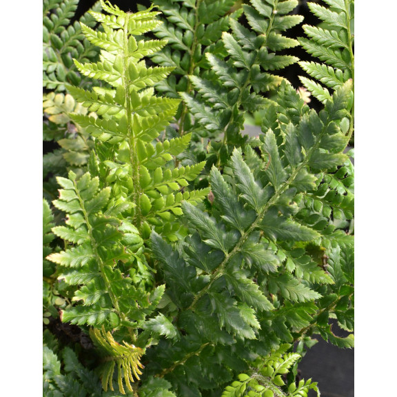 POLYSTICHUM aculeatum