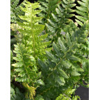 POLYSTICHUM aculeatum POLYSTICHUM aculeatum