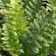 POLYSTICHUM aculeatum