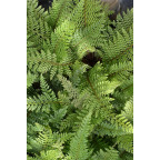 POLYSTICHUM setiferum 'Herrenhausen'
