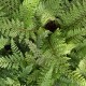 POLYSTICHUM setiferum 'Herrenhausen'