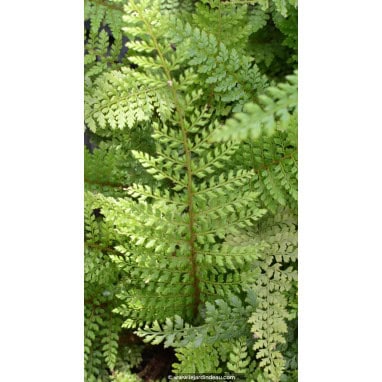 POLYSTICHUM setiferum \'Herrenhausen\'