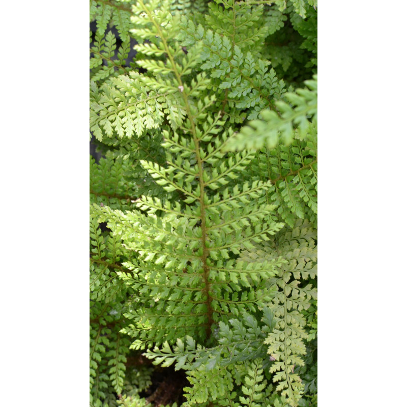 POLYSTICHUM setiferum 'Herrenhausen'
