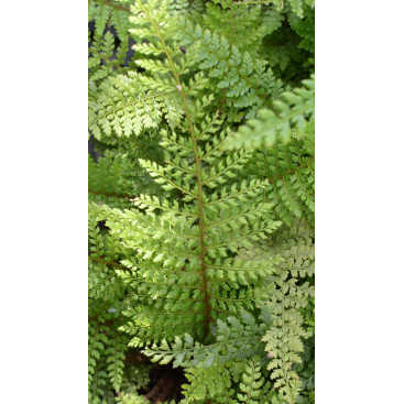 POLYSTICHUM setiferum \'Herrenhausen\'