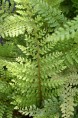 POLYSTICHUM setiferum 'Herrenhausen'