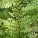 POLYSTICHUM setiferum 'Herrenhausen'