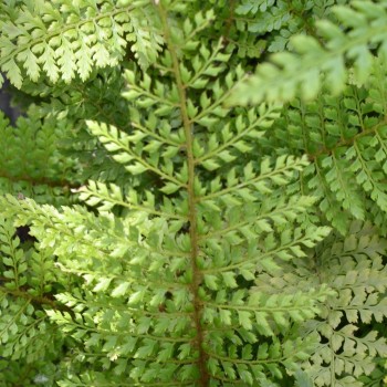 POLYSTICHUM setiferum &#039;Herrenhausen&#039;