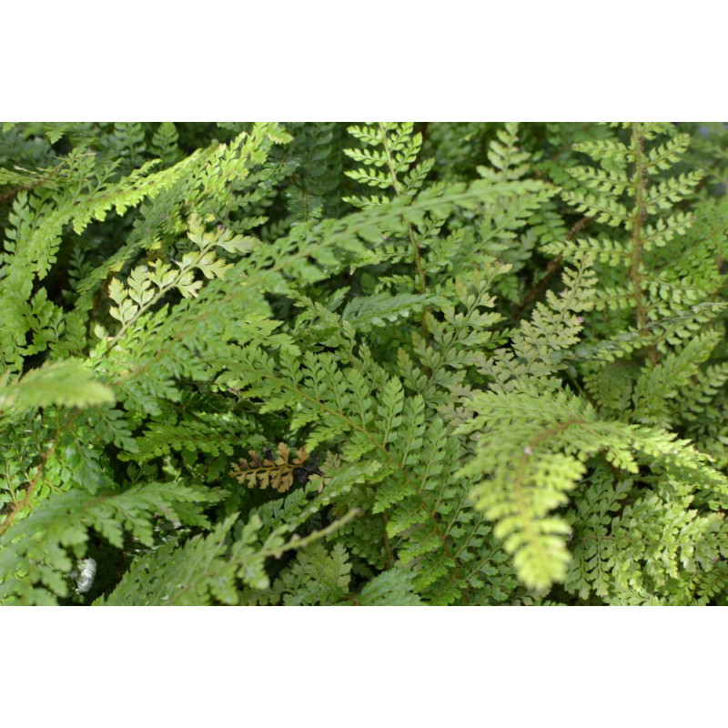 POLYSTICHUM setiferum 'Herrenhausen'