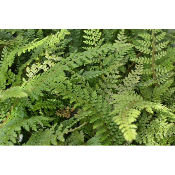 POLYSTICHUM setiferum 'Herrenhausen'