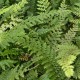 POLYSTICHUM setiferum 'Herrenhausen'