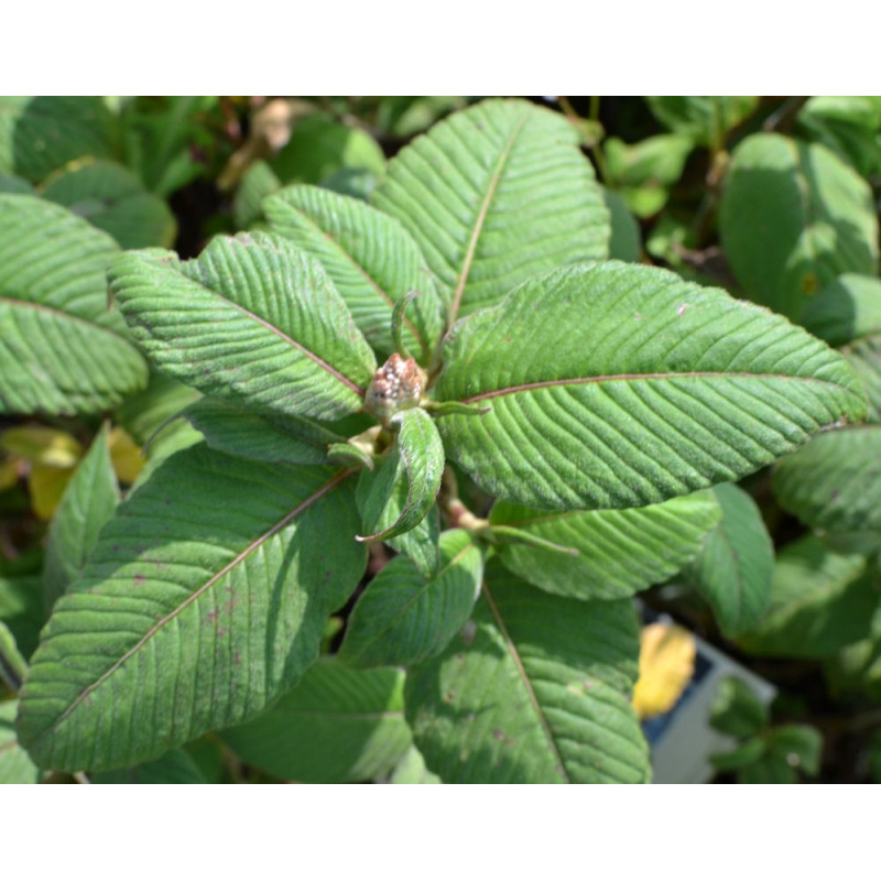 PERSICARIA campanulata 'Alba' PERSICARIA campanulata 'Alba'