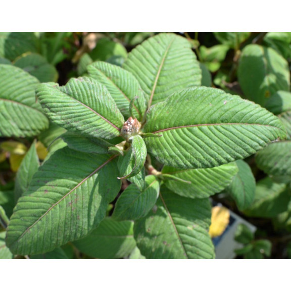 PERSICARIA campanulata 'Alba'