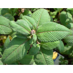 PERSICARIA campanulata 'Alba' PERSICARIA campanulata 'Alba'