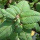 PERSICARIA campanulata 'Alba'