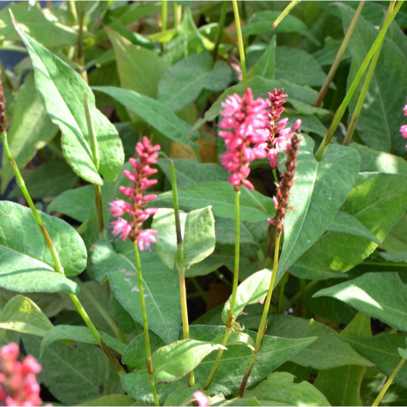 PERSICARIA amplexicaulis 'Orange Field'&copy;