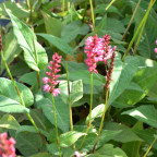 PERSICARIA amplexicaulis 'Orange Field'&copy;