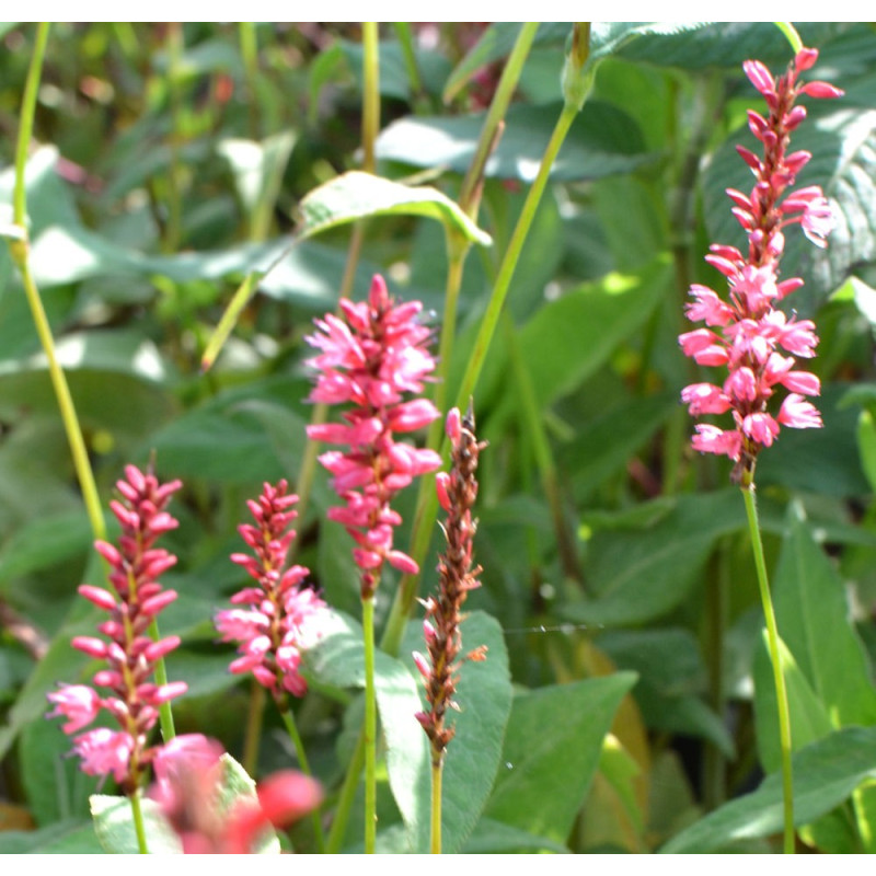 PERSICARIA amplexicaulis 'Orange Field'&copy;