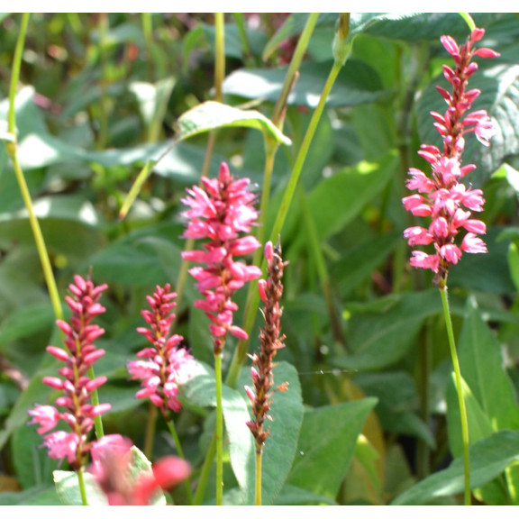 PERSICARIA amplexicaulis 'Orange Field'&copy;