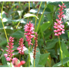 PERSICARIA amplexicaulis 'Orange Field'&copy;