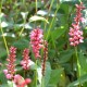 PERSICARIA amplexicaulis 'Orange Field'©