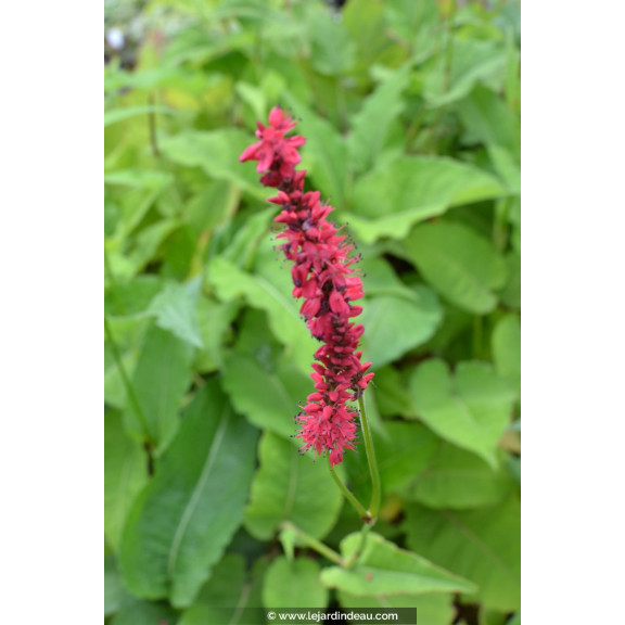 PERSICARIA amplexicaulis 'Fire Dance'