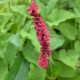 PERSICARIA amplexicaulis 'Fire Dance'