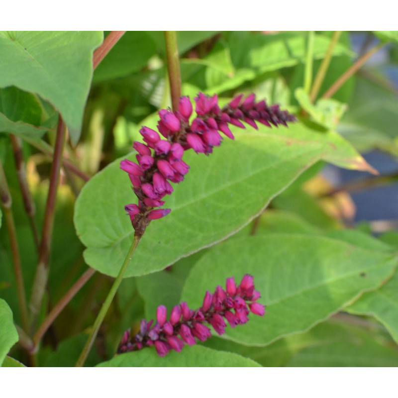 PERSICARIA amplexicaulis '&eacute;pis pendants'