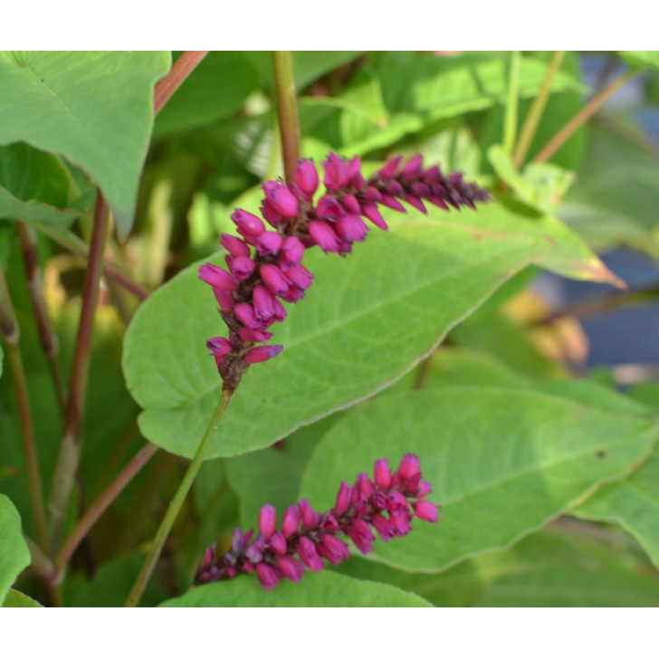 PERSICARIA amplexicaulis '&eacute;pis pendants'