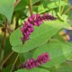 PERSICARIA amplexicaulis 'épis pendants'