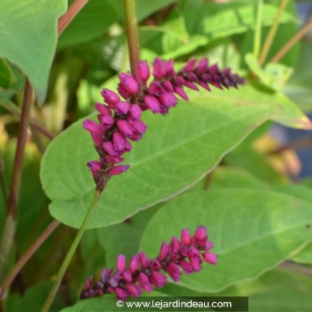 PERSICARIA amplexicaulis &#039;épis pendants&#039;