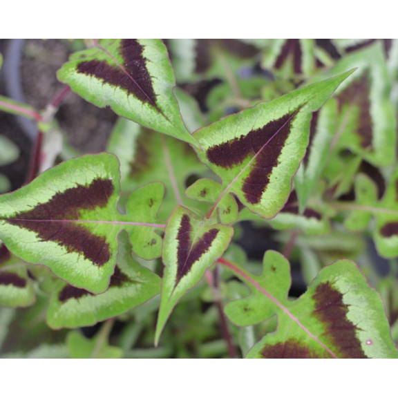 PERSICARIA runcinata 'Yunnan Giant'