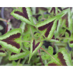 PERSICARIA runcinata 'Yunnan Giant'