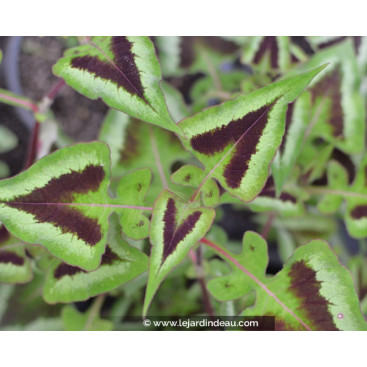 PERSICARIA runcinata \'Yunnan Giant\'