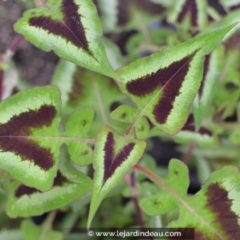 PERSICARIA runcinata &#039;Yunnan Giant&#039;