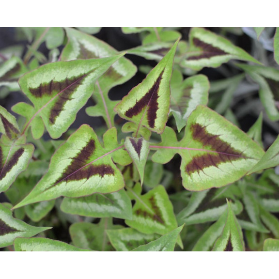 PERSICARIA runcinata 'Yunnan Giant'
