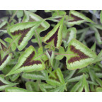 PERSICARIA runcinata 'Yunnan Giant'