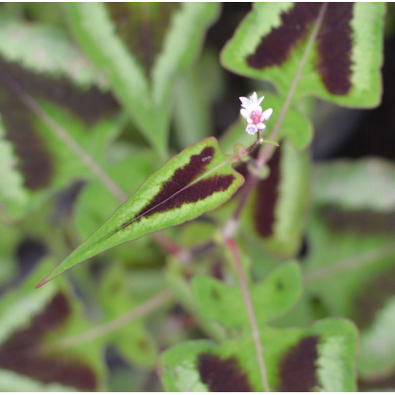 PERSICARIA runcinata 'Yunnan Giant'