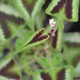 PERSICARIA runcinata 'Yunnan Giant'