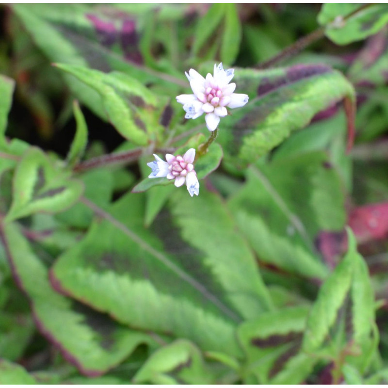 PERSICARIA runcinata 'Yunnan Giant'