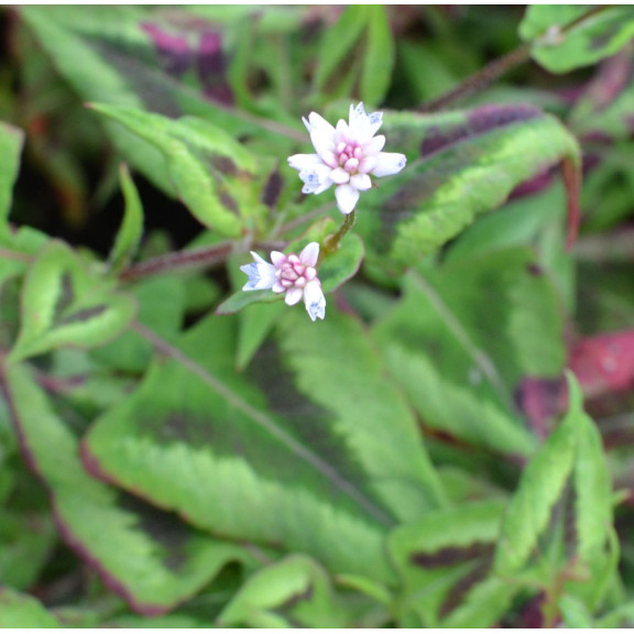PERSICARIA runcinata 'Yunnan Giant'
