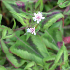 PERSICARIA runcinata 'Yunnan Giant'