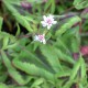 PERSICARIA runcinata 'Yunnan Giant'