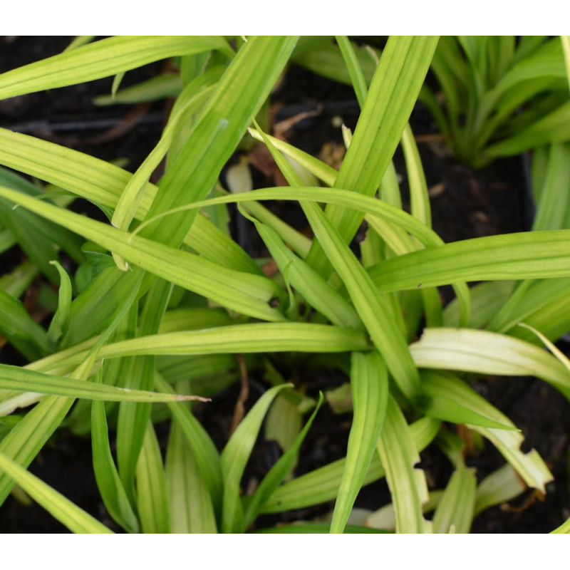 REINECKEA carnea REINECKEA carnea