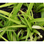 REINECKEA carnea REINECKEA carnea