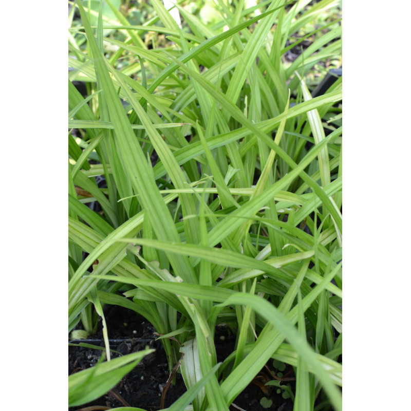 REINECKEA carnea REINECKEA carnea