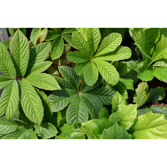 RODGERSIA pinnata var. Superba