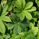 RODGERSIA pinnata var. Superba