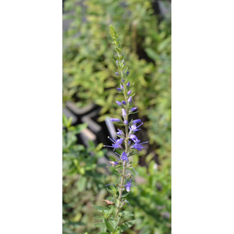 VERONICA longifolia