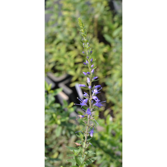 VERONICA longifolia