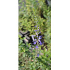 VERONICA longifolia